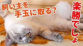 寝返りがかわいすぎるあざとい猫にまんまと誘惑されてしまいました