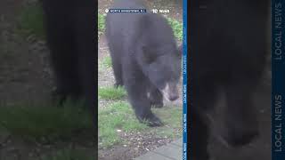 Bear walks up to house