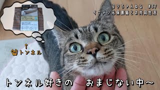 #37　新しいおもちゃトンネルの評価を　コタちゃんにお願いしたよ～　4K　コタちゃんねる　イケメン元保護猫との共同生活