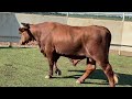 j u0026j cattle co 183 registered santa gertrudis