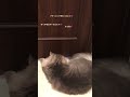 そら君3歳🐈ブラッシングが終わり毛玉ボールを転がしています🥺 ノルウェージャンフォレストキャット shorts cat ねこのきもち