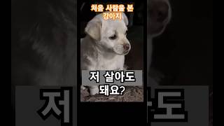 이 강아지는 태어나서 처음 사람을 만납니다⚡️🐕 #강아지 #감동 #유기견 #소세지