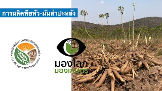 การผลิตพืชหัว - มันสำปะหลัง มันฝรั่ง