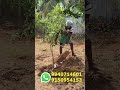 happy new year 2025 🥳🥳💥💥💥 smgardening smgarden plants