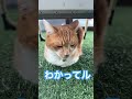 わかってル プール kawaii 例のプール cat ねこの日常 ねこの動画 ねこのいる幸せ ねことの暮らし 猫好きさんと繋がりたい