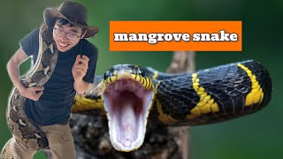 ular punti.. mangrove snake