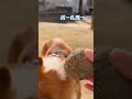 ボールお片付けを嫌がるコーギー犬コナン