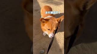 ボールお片付けを嫌がるコーギー犬コナン