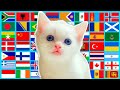 Kitten in different languages meme lemon mix