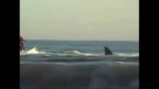 AMAZING!!! Surfer Vs Great White Shark