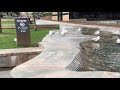 seagulls frolicking in the pond at yagan square perth western australia