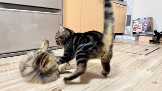 テンションが高くなりすぎて子猫をいじめてしまった先住猫