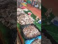 wholesale fish market in coimbatore latest update fishmarket fishmarketcoimbatore wholemarket