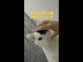 まぁ太郎15歳 ボクかわいいにゃ？ shorts 老猫