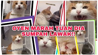 KUCING OYEN BUAT HAL MARAH TUANNYA JADI PERHATIAN | SI OYEN #kucingoyen #cat #funnycats #fyp