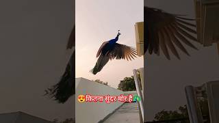 |😍ઘર ઉપર કેટલો સુંદર મોર છે જુઓ🦚|#गाँव#peacock#birds#sagarjoshivlogs#nature🌱#saveenvironment🌍#shorts