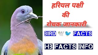 हरियल पक्षी की रोचक जानकारी || Random facts Hariyal Bird 🐦 Birds facts