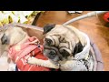 【pug】パグのビクトリア u0026 アレクサンダー　首輪を買いに行く