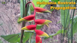 Heliconia rostrata or false bird of paradise propagation by dividing the rhizome