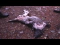 owl feasts on deer carcass winterwatch earthonlocation bbc earth explore