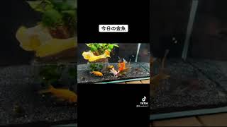 今日の金魚 vol.6／2022.3.13