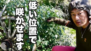 背が伸び過ぎる植物の剪定【園芸超人カーメン君】