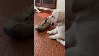 Tovyn the labrador caught biting shoe