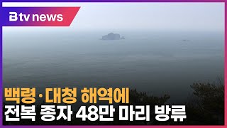 백령·대청 해역에 전복 종자 48만 마리 방류