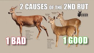 Two Causes of a "Second Rut" – One Good, One Bad. How to Tell Which One You Are Seeing.