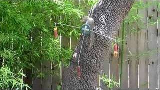Sciurus niger