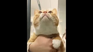 花生回应了：不喜欢说他胖。#橘猫 #记录猫咪日常 #猫咪的迷惑行为