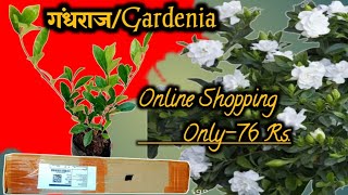 गंधराज | gardenia | Cape jasmine flower plant online shopping unboxing and review