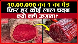 लाल चंदन की खेती हर कोई क्यों नहीं कर पाता ? 10 लाख रुपए का पड़ता है 1 पेड़ | Red Sandalwood