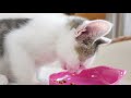 カリカリを食べる子ねこ。 kitten miri etas dry foods.