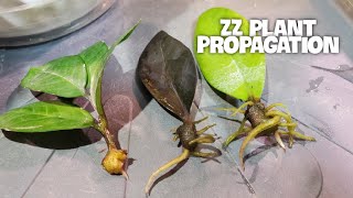 ZZ PLANT PROPAGATION WITH RESULTS (ZAMIOCULCAS ZAMIIFOLIA) | Leaf And Stem Cutti