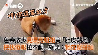 色色柴犬看到漂亮姐姐就馬上肚皮貼地 狗爸拉不動牠 超傻眼｜寵物｜阿柴