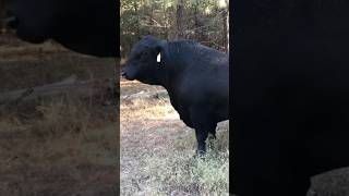 Danny checking out the new digs! #brangus #bull #cow #ranch #ranching #animals #shortsfeed #farming