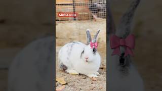 Little Rabbit eating leaf Cute pet debut plan | bunny #ytshorts #rabbit #shorts