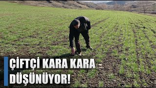 Çiftçi Kara Kara Düşünüyor! \