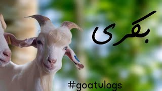 Goat videos for kids|بکریوں کی زندگی