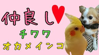 仲良しな チワワとオカメインコ☆いつも一緒♪　Chihuahua　Cockatie　parakeet　dog