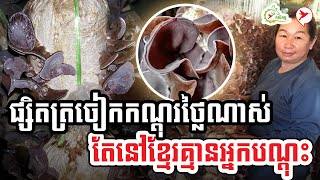 ផ្សិតត្រចៀកកណ្ដុរថ្លៃណាស់ តែនៅខ្មែរស្ទើរគ្មានអ្នកបណ្ដុះ | កម្មវិធីកសិកម្ម