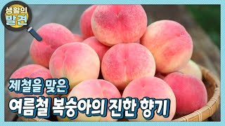 [생활의 발견] 제철을 맞은 여름철 복숭아의 진한 향기! | KBS 220808 방송