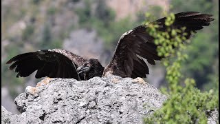 Le Gypaète Rei del Causse retrouve la liberté et les Grands Causses