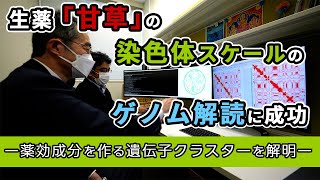 プレスリリース解説 vol.14「生薬「甘草」の染色体スケールのゲノム解読に成功」