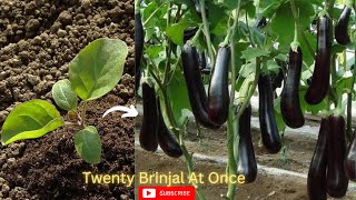 इस तरह लंबे लंबे ज्यादा बैंगन पाओ | Simple Way To Grow Lots of Brinjal/Eggplant | કાળા લાંબા રીંગણ