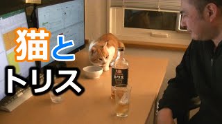 猫と晩酌「目玉焼きカレーライス」茶白猫とトリスで家飲み