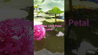 Ultimate 1000 Petal lotus Bloom...Real Beauty