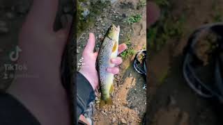 Bachforelle released [Fishing] #shorts #youtubeshorts