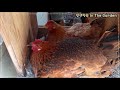 알을 품고 있는 청리닭 알에서 막 깨나온 병아리의 엄마닭이 세마리 chick waking up from egg korean native chickens bearing eggs